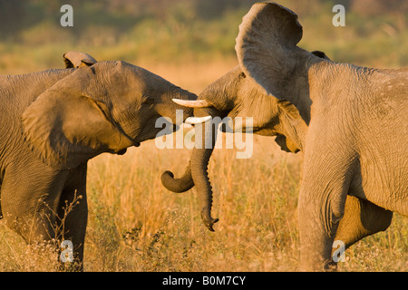 Verspielte junge afrikanische Elefanten in der Nähe spielen - im goldenen Licht, Ohren, Trunks im freien Feld in der Nähe der Angolanischen Grenze von Botswana gewickelt bei Sonnenuntergang Stockfoto