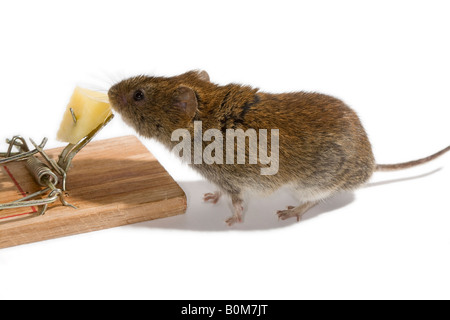 Wühlmaus, den Käse Köder auf eine Mausefalle zu nehmen Stockfoto