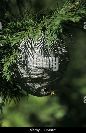 Gemeinsamen Wespe fliegen in der Papier-Nest. Stockfoto