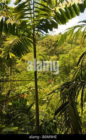 COSTA RICA Mann Hochseilklettern über riesigen Dschungel Baldachin. Pacuare Fluss Lodge. Karibische Hang Stockfoto