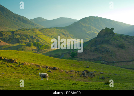 Schafbeweidung im Langdale Valley, Lake District National Park, Cumbria, England UK Stockfoto