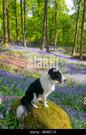 Ein Border-Collie Hund in Glockenblumen im Frühjahr Wald Ambleside Cumbria UK Stockfoto