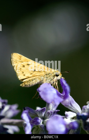 Nahaufnahme der feurigen Skipper Schmetterling auf Blumen blau Salvia Stockfoto