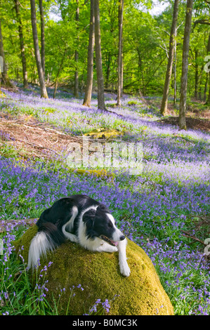 Ein Border-Collie Hund in Glockenblumen im Frühjahr Wald Ambleside Cumbria UK Stockfoto