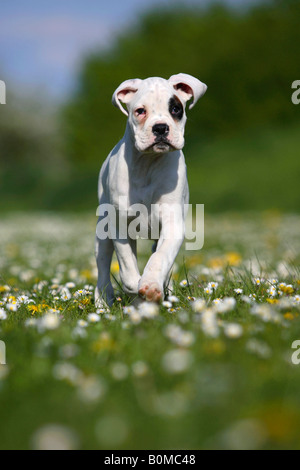 Weiße deutsche Boxer Welpen 10 Wochen Stockfoto