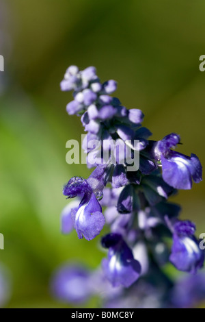 Nahaufnahme Wassertropfen von auf blauem Salvia Blumen Stockfoto