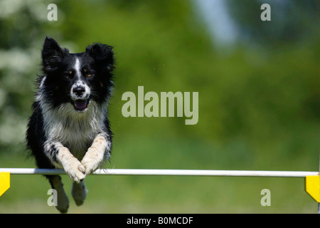 Australian Shepherd, springen über die Hürde agility Stockfoto