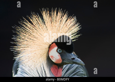 Ein Porträt eines Ostafrikas Bekrönten Krans (Balearica regulorum gibbericeps) im Frühling Stockfoto