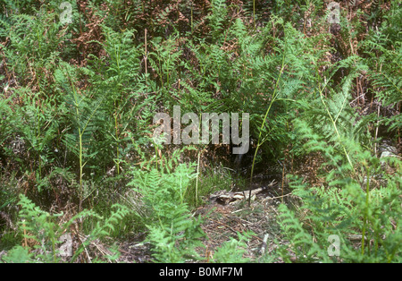 Ziegenmelker sitzen auf Nest unter Bracken – eine perfekte Illustration der Tarnung Stockfoto