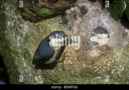 Kleiber, die Fütterung der Jungvögel im nest Stockfoto