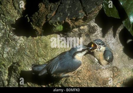 Kleiber, die Fütterung der Jungvögel im nest Stockfoto