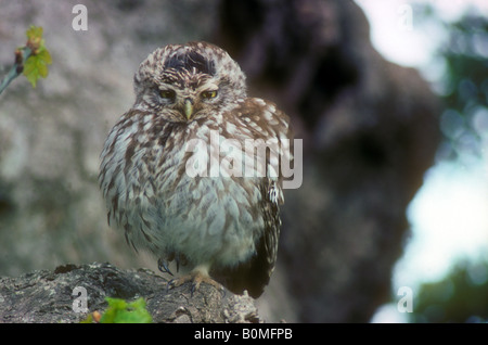 Steinkauz Erwachsenen Rest bei Tageslicht Stockfoto