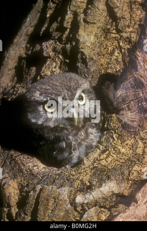 Steinkauz-Küken aus dem Nest Loch suchen Stockfoto