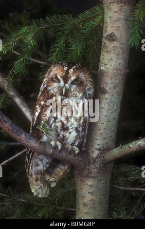 Waldkauz ruhen Stockfoto
