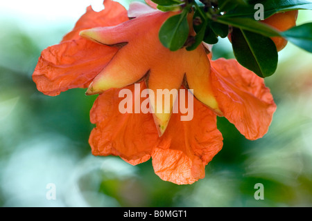 Granatapfel-Bud in voller Blüte Stockfoto