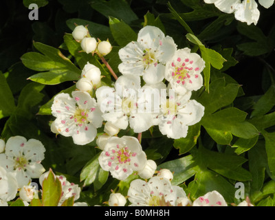 Weißdorn, Crataegus Monogyna Blumen Stockfoto