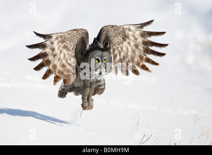 Große graue Eule Strix Nebulosa Jagd März Kanada, Chouette Lapone (Französisch), Cárabo Lapòn (Spanisch) Stockfoto