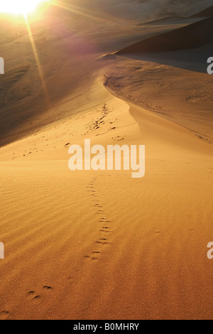 Tierspuren, gesehen bei Sonnenaufgang, führt auf den Gipfel des Namibias berühmten "Düne 45' in der Namib-Wüste. Stockfoto