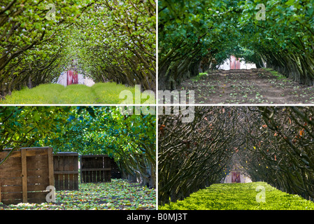 Der gleichen Reihe von Bäumen in einer Apfelplantage führt zu ein Scheunentor in vier Jahreszeiten, Frühling, Sommer, Herbst und Winter gezeigt. Stockfoto