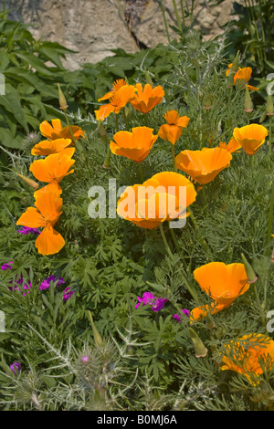 Eine Gruppe kalifornischer Mohn (Escholzia californica), die im späten Frühling in Großbritannien blüht Stockfoto