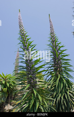 Lila Blumen des Baumes Echium (Echium pininana) gegen einen blauen Himmel im Frühling Stockfoto