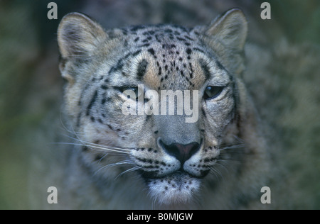 Porträt eines Schneeleoparden, Panthera uncia Stockfoto