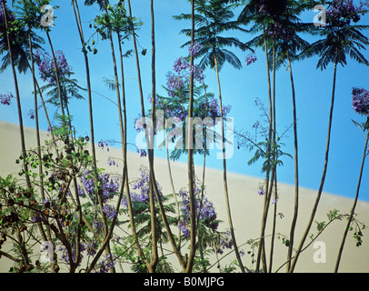 Huacachina Oase nahe Dorf Ica peru Stockfoto
