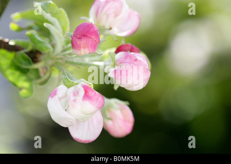 Apfelbluete, Apfelblüte Stockfoto