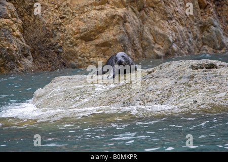 Atlantische Kegelrobben auf Felsen auf dem Seeweg, facing, horizontale Pembrokeshire Nationalpark Küste Sonnen. Wales, UK. 83717 Seals Stockfoto