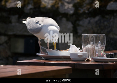 Eine Möwe, die Nahrung aus einer Platte in einem Gastgarten zu stehlen Stockfoto