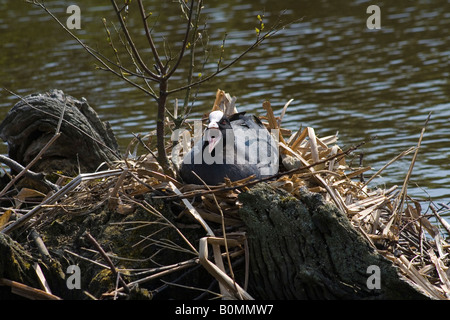 Schwarz-Blässhuhn (Fulica Atra) sitzt auf ihrem Nest ausbrüten von Eiern, fotografiert bei Martin bloße Wildfowl und Feuchtgebiete Vertrauen, Burscough Stockfoto