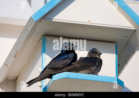 Purpurrotes Martins männliche und weibliche außerhalb Vogelhaus Stockfoto