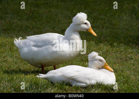 Zwei Crested rufen Sie Enten (der Kamm ist ein Ergebnis einer Schädel-Deformität und keine Art Ente) bei Martin Mere fotografiert. Stockfoto