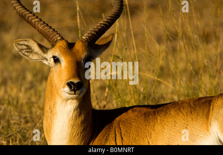 Nahaufnahme Kopf der männlichen Red Letschwe, Kobus Leche, Safari Sichtung im goldenen Licht der untergehenden Sonne im hohen Gras Okavango Delta Botswana. Stockfoto