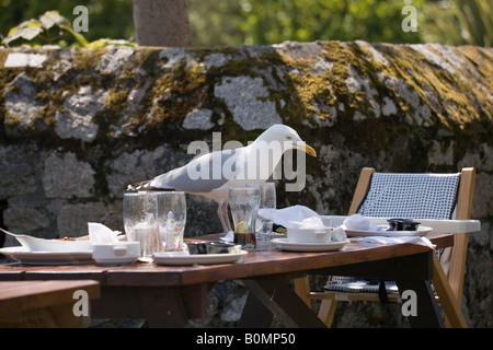 Eine Möwe, die Nahrung aus einer Platte in einem Gastgarten zu stehlen Stockfoto