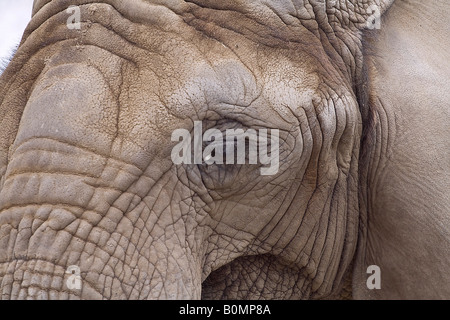 Foto von der Zoo-Tiere-Elefant Stockfoto