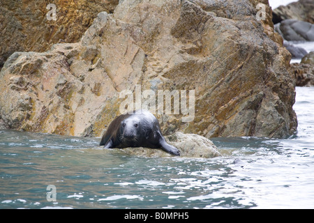 Atlantische Kegelrobben auf Felsen auf dem Seeweg, facing, horizontale Pembrokeshire Nationalpark Küste Sonnen. Wales, UK. 83722 Seals Stockfoto