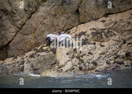 Atlantische Kegelrobben auf Felsen auf dem Seeweg, facing, horizontale Pembrokeshire Nationalpark Küste Sonnen. Wales, UK 83729 Seals Stockfoto