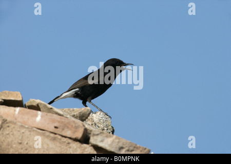 Schwarzen Steinschmätzer Oenanthe Leucura Spanien Frühjahr Stockfoto