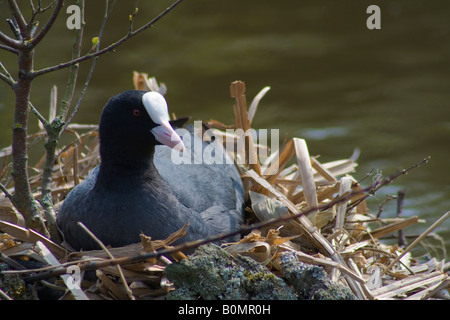 Schwarz-Blässhuhn (Fulica Atra) sitzt auf ihrem Nest ausbrüten von Eiern, fotografiert bei Martin bloße Wildfowl und Feuchtgebiete Vertrauen, Burscough Stockfoto