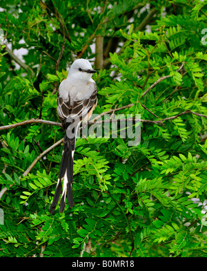 Eine Schere – Tailed Flycatcher, Tyrannus Forficatus, sitzt auf einem Ast im Frühjahr. Sicht nach hinten. Stockfoto