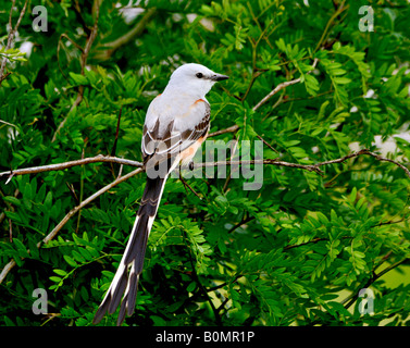 Eine Schere – Tailed Flycatcher, Tyrannus Forficatus, sitzt auf einem Ast im Frühjahr. Sicht nach hinten. Stockfoto