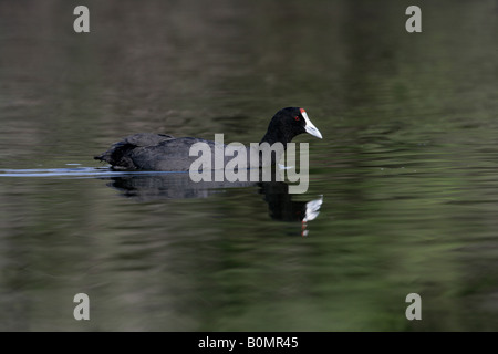 Hauben- oder rot genoppt Blässhuhn Fulica Cristata, Spanien, Frühling Stockfoto