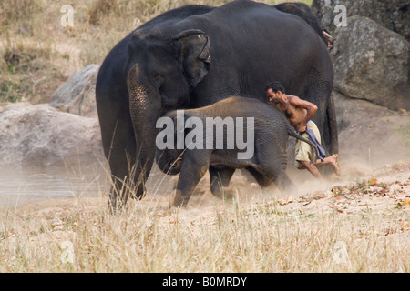 Ost-indischen Mahout in Kanha Wildlife Park Indien spielen, laufen mit Baby Elephant von Mutter Elefant Profil anzeigen beobachtete Stockfoto