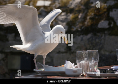 Eine Möwe, die Nahrung aus einer Platte in einem Gastgarten zu stehlen Stockfoto