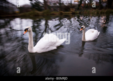 Schwäne bewegen schnell auf die Basingstoke canal bei Woodham, in der Nähe von neue Haw und der Fluss Wey, Surrey. VEREINIGTES KÖNIGREICH. Stockfoto