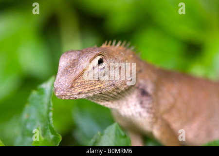 Detail des Kopfes ein Garten-Zaun-Eidechse Calotes versicolor Stockfoto