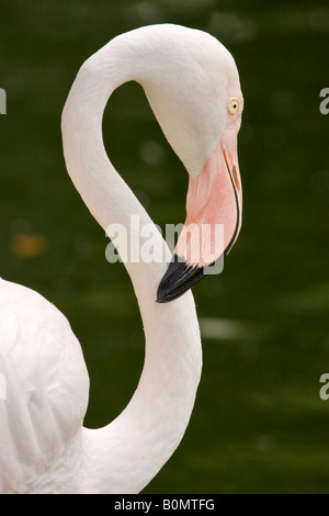 Der Rosaflamingo Phoenicopterus Roseus oder ruber Stockfoto