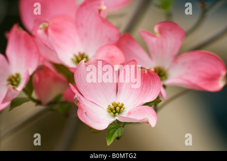 Rosa Blüte des blühenden Hartriegels oder Cornus florida Stockfoto