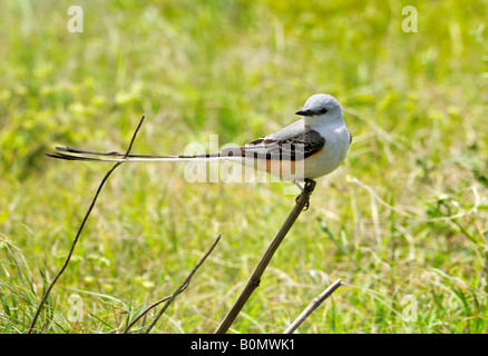 Eine Schere – Tailed Flycatcher, Tyrannus Forficatus, der Staatsvogel von Oklahoma hockt auf einem Stick und Uhren für Insekten. Oklahoma, USA. Stockfoto